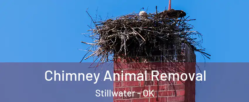  Chimney Animal Removal Stillwater - OK