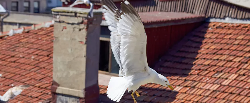 Residential Chimney Animal Removal Solution in Stillwater, OK